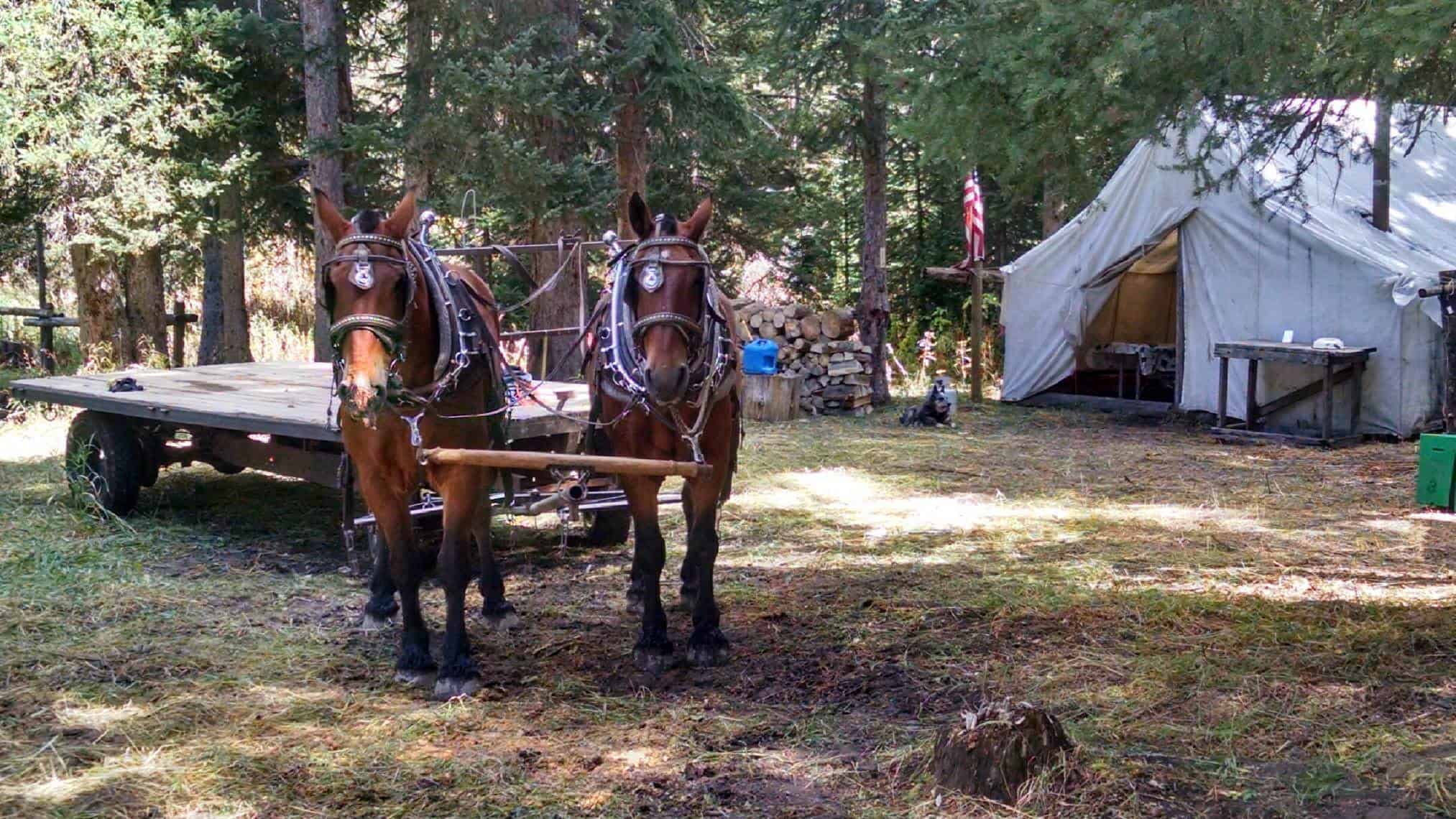 Horses & Equipment